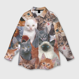 Мужская рубашка oversize 3D с принтом Котики в Белгороде,  |  | cat | cats | кот | котик | коты | котята