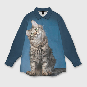 Мужская рубашка oversize 3D с принтом Мейн кун 2 в Кировске,  |  | кот | котенок | котик | котэ | кошка | мейн кун | мейнкун | мэйн кун | мэйнкун