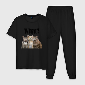 Мужская пижама хлопок с принтом Удивленные кошки в Новосибирске, 100% хлопок | брюки и футболка прямого кроя, без карманов, на брюках мягкая резинка на поясе и по низу штанин
 | веселые | котенок | котики | кошка | кошки | трио | удивление | удивленные