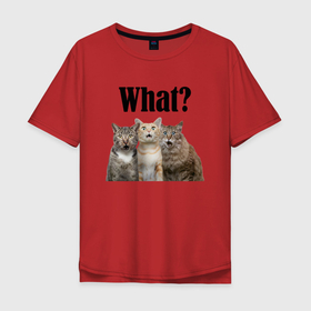 Мужская футболка хлопок Oversize с принтом Удивленные кошки в Тюмени, 100% хлопок | свободный крой, круглый ворот, “спинка” длиннее передней части | Тематика изображения на принте: веселые | котенок | котики | кошка | кошки | трио | удивление | удивленные