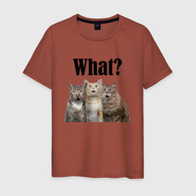 Мужская футболка хлопок с принтом Удивленные кошки в Екатеринбурге, 100% хлопок | прямой крой, круглый вырез горловины, длина до линии бедер, слегка спущенное плечо. | веселые | котенок | котики | кошка | кошки | трио | удивление | удивленные
