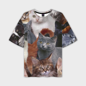 Мужская футболка oversize 3D с принтом Котятки в Новосибирске,  |  | cat | взгляд | кот | кот хипстер | котёнок | котятки | котятушки | кошечки | кошка | мордочка