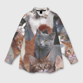 Мужская рубашка oversize 3D с принтом Котятки в Курске,  |  | Тематика изображения на принте: cat | взгляд | кот | кот хипстер | котёнок | котятки | котятушки | кошечки | кошка | мордочка