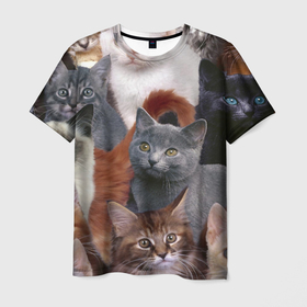 Мужская футболка 3D с принтом Котятки в Кировске, 100% полиэфир | прямой крой, круглый вырез горловины, длина до линии бедер | cat | взгляд | кот | кот хипстер | котёнок | котятки | котятушки | кошечки | кошка | мордочка