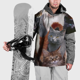 Накидка на куртку 3D с принтом Котятки , 100% полиэстер |  | cat | взгляд | кот | кот хипстер | котёнок | котятки | котятушки | кошечки | кошка | мордочка