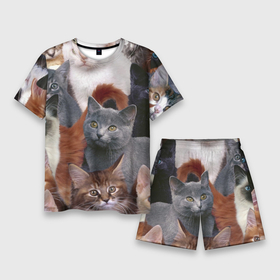 Мужской костюм с шортами 3D с принтом Котятки ,  |  | cat | взгляд | кот | кот хипстер | котёнок | котятки | котятушки | кошечки | кошка | мордочка
