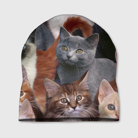 Шапка 3D с принтом Котятки в Тюмени, 100% полиэстер | универсальный размер, печать по всей поверхности изделия | cat | взгляд | кот | кот хипстер | котёнок | котятки | котятушки | кошечки | кошка | мордочка
