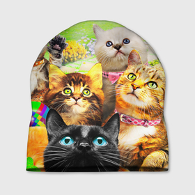 Шапка 3D с принтом Коты в Тюмени, 100% полиэстер | универсальный размер, печать по всей поверхности изделия | cat | взгляд | кот | кот хипстер | котёнок | котятки | котятушки | кошечки | кошка | мордочка