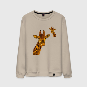 Мужской свитшот хлопок с принтом жираф в Кировске, 100% хлопок |  | Тематика изображения на принте: арт | животные | жираф | картинка | рисунок | сафари