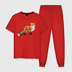 Мужская пижама хлопок с принтом Рыжая лиса в Новосибирске, 100% хлопок | брюки и футболка прямого кроя, без карманов, на брюках мягкая резинка на поясе и по низу штанин
 | животное | зверь | лиса | рисунок | рыжая | хитрая лиса