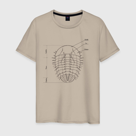 Мужская футболка хлопок с принтом трилобит в Рязани, 100% хлопок | прямой крой, круглый вырез горловины, длина до линии бедер, слегка спущенное плечо. | анатомия животных | палеонтология
