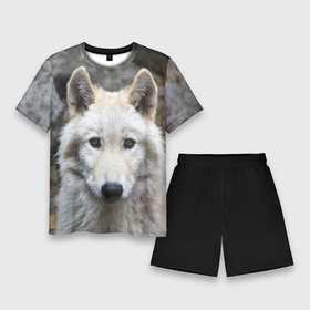 Мужской костюм с шортами 3D с принтом Волк в Кировске,  |  | animals | wolf | волк | волки | животные | звери | зверь | луна | одиночество | одиночка | пёс | собака