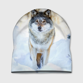 Шапка 3D с принтом Я зимой в Тюмени, 100% полиэстер | универсальный размер, печать по всей поверхности изделия | animals | wolf | волк | волки | животные | звери | зверь | луна | одиночество | одиночка | пёс | собака
