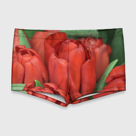 Мужские купальные плавки 3D с принтом Красные тюльпаны в Петрозаводске, Полиэстер 85%, Спандекс 15% |  | Тематика изображения на принте: 