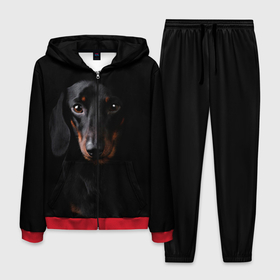 Мужской костюм 3D с принтом ТАКСА в Новосибирске, 100% полиэстер | Манжеты и пояс оформлены тканевой резинкой, двухслойный капюшон со шнурком для регулировки, карманы спереди | animal | black | dog | photo | глаза | домашние | животные | звери | пес | собакен | собаки | такса | черный