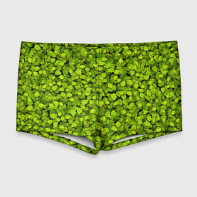 Мужские купальные плавки 3D с принтом Хмель в Белгороде, Полиэстер 85%, Спандекс 15% |  | Тематика изображения на принте: зелёный | листья | паттерн | растение | хмель | хмельной | шишки