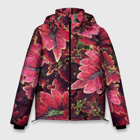 Мужская зимняя куртка 3D с принтом Красные листья в Белгороде, верх — 100% полиэстер; подкладка — 100% полиэстер; утеплитель — 100% полиэстер | длина ниже бедра, свободный силуэт Оверсайз. Есть воротник-стойка, отстегивающийся капюшон и ветрозащитная планка. 

Боковые карманы с листочкой на кнопках и внутренний карман на молнии. | Тематика изображения на принте: алый | красные листья | листопад | листья | осень | пурпурный | растение | текстуры | узор | экзотически растения