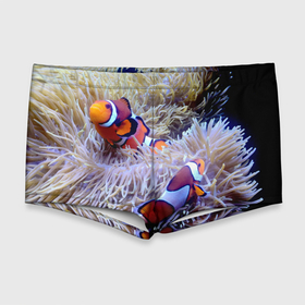 Мужские купальные плавки 3D с принтом Клоуны в актинии в Курске, Полиэстер 85%, Спандекс 15% |  | Тематика изображения на принте: актиния | клоуны | коралловые | море | подводный мир | рыбки