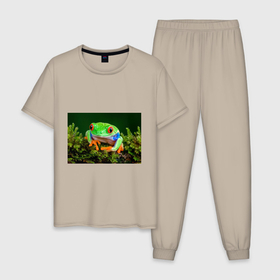 Мужская пижама хлопок с принтом Тропическая лягушка в Санкт-Петербурге, 100% хлопок | брюки и футболка прямого кроя, без карманов, на брюках мягкая резинка на поясе и по низу штанин
 | зеленая лягушка | лягушка | тропики