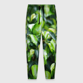 Мужские брюки 3D с принтом Зелёные листья на ветках в Тюмени, 100% полиэстер | манжеты по низу, эластичный пояс регулируется шнурком, по бокам два кармана без застежек, внутренняя часть кармана из мелкой сетки | 