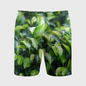 Мужские шорты спортивные с принтом Зелёные листья на ветках в Тюмени,  |  | 