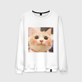 Мужской свитшот хлопок с принтом Мем про котов в Кировске, 100% хлопок |  | белый | кот | мем | милый | прикол