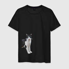 Мужская футболка хлопок с принтом смотрящая кошка в Тюмени, 100% хлопок | прямой крой, круглый вырез горловины, длина до линии бедер, слегка спущенное плечо. | Тематика изображения на принте: голова | домашнее животное | животное | зверь | кот | котёнок | кошка
