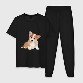 Мужская пижама хлопок с принтом Fluffy Corgi в Екатеринбурге, 100% хлопок | брюки и футболка прямого кроя, без карманов, на брюках мягкая резинка на поясе и по низу штанин
 | corgi | dog | fluffy | puppy | корги | милый | пушистый | собака | щенок