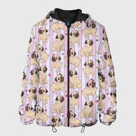 Мужская куртка 3D с принтом Забавные Мопсы в Екатеринбурге, ткань верха — 100% полиэстер, подклад — флис | прямой крой, подол и капюшон оформлены резинкой с фиксаторами, два кармана без застежек по бокам, один большой потайной карман на груди. Карман на груди застегивается на липучку | bulldog | pug | pug dog | pug puppies | бульдог | год собаки | друг человека | дружные мопсы | дядя мопс | животное | зверь | мопс | пёс | собака боксёр | собака мопс | собаковод | четвероногий | щенки мопса