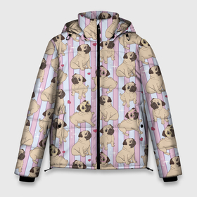 Мужская зимняя куртка 3D с принтом Забавные Мопсы в Новосибирске, верх — 100% полиэстер; подкладка — 100% полиэстер; утеплитель — 100% полиэстер | длина ниже бедра, свободный силуэт Оверсайз. Есть воротник-стойка, отстегивающийся капюшон и ветрозащитная планка. 

Боковые карманы с листочкой на кнопках и внутренний карман на молнии. | bulldog | pug | pug dog | pug puppies | бульдог | год собаки | друг человека | дружные мопсы | дядя мопс | животное | зверь | мопс | пёс | собака боксёр | собака мопс | собаковод | четвероногий | щенки мопса