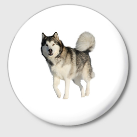 Значок с принтом маламут Аляска в Белгороде,  металл | круглая форма, металлическая застежка в виде булавки | Тематика изображения на принте: аляска | аляскинский маамут | маламут | маламутик | собака | собаки