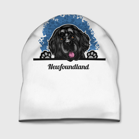 Шапка 3D с принтом Ньюфаундленд (Newfoundland) в Белгороде, 100% полиэстер | универсальный размер, печать по всей поверхности изделия | Тематика изображения на принте: animal | diver dog | dog | newfoundland dog | год собаки | друг человека | животное | зверь | кинолог | ньюфаундленд | пёс | порода собак | собака | собака водолаз | собака ньюфаундленд | собаковод | щенок