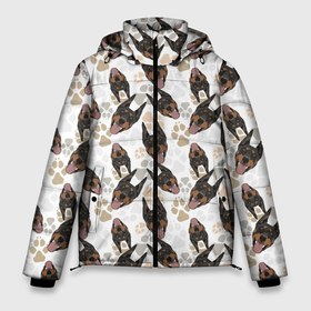 Мужская зимняя куртка 3D с принтом Доберман (Doberman) в Кировске, верх — 100% полиэстер; подкладка — 100% полиэстер; утеплитель — 100% полиэстер | длина ниже бедра, свободный силуэт Оверсайз. Есть воротник-стойка, отстегивающийся капюшон и ветрозащитная планка. 

Боковые карманы с листочкой на кнопках и внутренний карман на молнии. | animal | doberman | dog | pinscher | schnauzer | год собаки | доберман | друг человека | животное | зверь | кинолог | пес | пинчер | порода собак | собака доберман | собаковод | хищник | четвероногий | шнауцер
