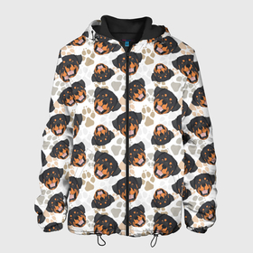 Мужская куртка 3D с принтом Собака Ротвейлер (Rottweiler) в Новосибирске, ткань верха — 100% полиэстер, подклад — флис | прямой крой, подол и капюшон оформлены резинкой с фиксаторами, два кармана без застежек по бокам, один большой потайной карман на груди. Карман на груди застегивается на липучку | animal | dog | fighting dog | rottweiler | бойцовская собака | год собаки | друг человека | животное | зверь | кинолог | пёс | порода собак | ротвейлер | собака ротвейлер | собаковод | хищник | четвероногий