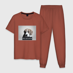 Мужская пижама хлопок с принтом Бигль шалун в Тюмени, 100% хлопок | брюки и футболка прямого кроя, без карманов, на брюках мягкая резинка на поясе и по низу штанин
 | бигль | друг | любимец | питомец | собака