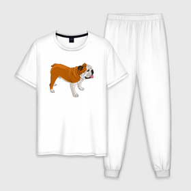Мужская пижама хлопок с принтом Английский бульдог рисунок собаки , 100% хлопок | брюки и футболка прямого кроя, без карманов, на брюках мягкая резинка на поясе и по низу штанин
 | Тематика изображения на принте: dog | english bulldog | pet | английский бульдог | бульдог | домашние животные | питомец | порода | рыжий | собака | стоящая собака