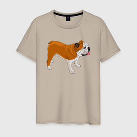 Мужская футболка хлопок с принтом Английский бульдог рисунок собаки в Тюмени, 100% хлопок | прямой крой, круглый вырез горловины, длина до линии бедер, слегка спущенное плечо. | Тематика изображения на принте: dog | english bulldog | pet | английский бульдог | бульдог | домашние животные | питомец | порода | рыжий | собака | стоящая собака