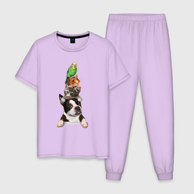 Мужская пижама хлопок с принтом Прикольная пирамида в Санкт-Петербурге, 100% хлопок | брюки и футболка прямого кроя, без карманов, на брюках мягкая резинка на поясе и по низу штанин
 | bulldog | dog | hamster | kitten | parrot | pyramid | бульдог | котёнок | пирамида | попугай | собака | хомяк