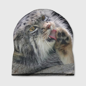 Шапка 3D с принтом Манул   Лапка , 100% полиэстер | универсальный размер, печать по всей поверхности изделия | cat | cats | всеядный | детеныш | дикие | звери | зверята | кот | котик | лапка | манул | медведь | милый | природа | хищник