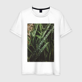 Мужская футболка хлопок с принтом Роса На Траве В Лесу в Курске, 100% хлопок | прямой крой, круглый вырез горловины, длина до линии бедер, слегка спущенное плечо. | Тематика изображения на принте: лес | природа | растение | тайга | флора | цветы