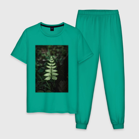 Мужская пижама хлопок с принтом Папоротник Щитовник в Курске, 100% хлопок | брюки и футболка прямого кроя, без карманов, на брюках мягкая резинка на поясе и по низу штанин
 | лес | природа | растение | тайга | флора | цветы