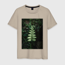 Мужская футболка хлопок с принтом Папоротник Щитовник в Курске, 100% хлопок | прямой крой, круглый вырез горловины, длина до линии бедер, слегка спущенное плечо. | лес | природа | растение | тайга | флора | цветы