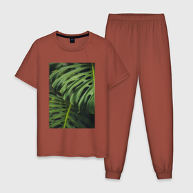 Мужская пижама хлопок с принтом Листья Монстера в Санкт-Петербурге, 100% хлопок | брюки и футболка прямого кроя, без карманов, на брюках мягкая резинка на поясе и по низу штанин
 | лес | природа | растение | тайга | флора | цветы