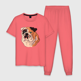 Мужская пижама хлопок с принтом Морда  бульдога в Кировске, 100% хлопок | брюки и футболка прямого кроя, без карманов, на брюках мягкая резинка на поясе и по низу штанин
 | Тематика изображения на принте: бульдог | пес | псина | собака