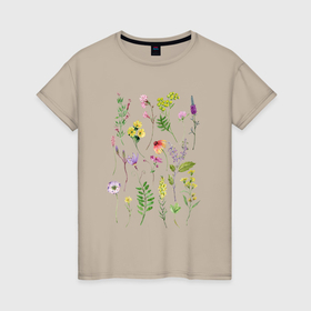 Женская футболка хлопок с принтом Полевые растения цветы ботаника в Курске, 100% хлопок | прямой крой, круглый вырез горловины, длина до линии бедер, слегка спущенное плечо | ботаника | ботанический | луговые цветы | полевые растения | полевые цветы | растения | растительный | цветы
