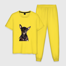 Мужская пижама хлопок с принтом ЗАБАВНЫЙ ЧИХУАХУА в Тюмени, 100% хлопок | брюки и футболка прямого кроя, без карманов, на брюках мягкая резинка на поясе и по низу штанин
 | Тематика изображения на принте: chihuahua | домашнее животное | забавные | лапа | любитель собак | милые | собака | чихуахуа | щенок