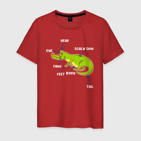 Мужская футболка хлопок с принтом Анатомия алигатора в Белгороде, 100% хлопок | прямой крой, круглый вырез горловины, длина до линии бедер, слегка спущенное плечо. | Тематика изображения на принте: alligator | crocodile | аллигатор | гавиал | кайман | крокодил | крокодилы | телезавр | хищник