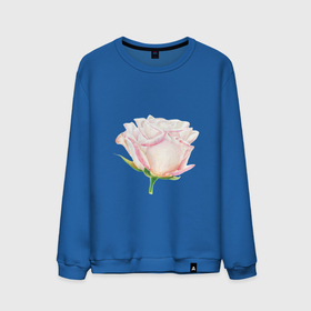 Мужской свитшот хлопок с принтом Акварельная роза в Тюмени, 100% хлопок |  | акварель | аромат | весна | девушка | роза | розовый | сад | флора | цветок