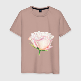 Мужская футболка хлопок с принтом Акварельная роза в Курске, 100% хлопок | прямой крой, круглый вырез горловины, длина до линии бедер, слегка спущенное плечо. | акварель | аромат | весна | девушка | роза | розовый | сад | флора | цветок