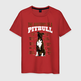 Мужская футболка хлопок с принтом Анатомия питбуля в Новосибирске, 100% хлопок | прямой крой, круглый вырез горловины, длина до линии бедер, слегка спущенное плечо. | pit bull | животное | пес | песель | песик | пит буль | питбули | питбуль | собака | собачка | щенок